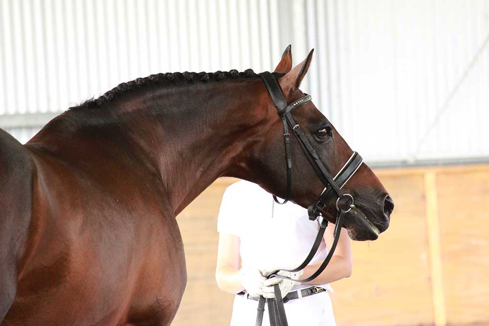 noble monarch